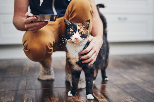 Formation de CAT-SITTER, service à domicile 