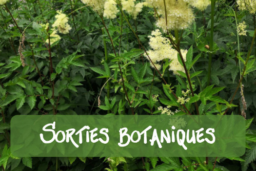 Sorties botaniques … à la recherche des trésors de la nature
