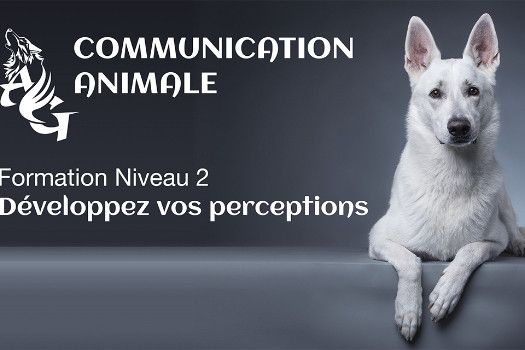 Communication Animale - Développez vos perceptions