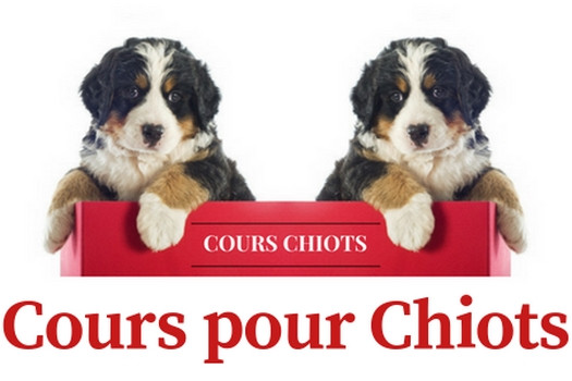 Education Canine Vaud - Cours Chiots