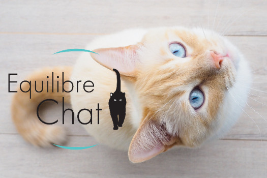 Cours de clickertraining pour chat / et consultation comportement chat (non vétérinaire)