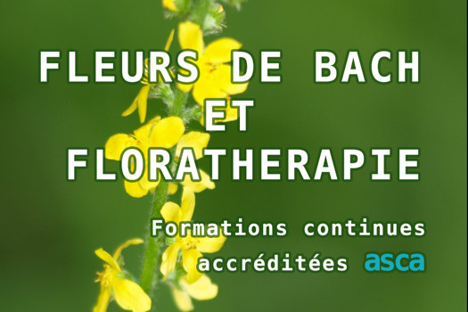 Fleurs du Dr Bach et florathérapie: cours "à la carte"